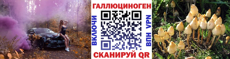 закладка  Рыбинск  Псилоцибиновые грибы Psilocybe 